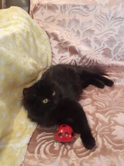 Черный котенок мальчик 4мес. Марик