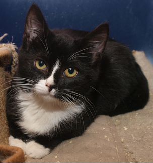 Черно-белый котенок девочка Симба, 4 месяца