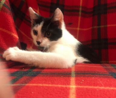 Котенок Шустрик, 3,5 мес, ищет дом