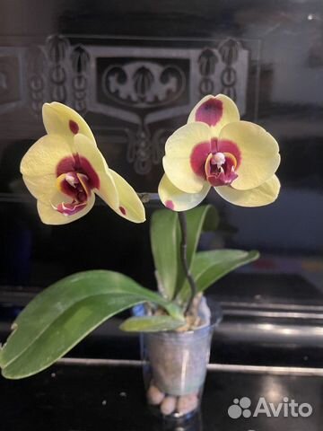 Орхидея фаленопсис I-Hsin Pudding Puppy