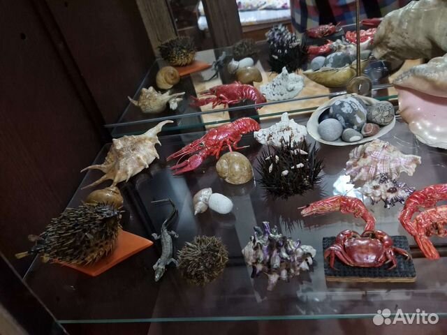 Морские раковины и ракушки, морские звёзды