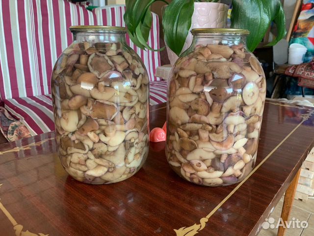 Грибы маслята маринованные
