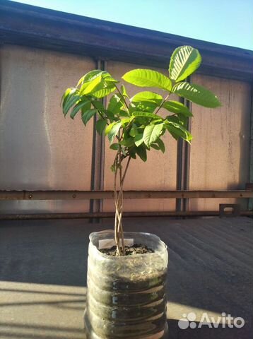 Маньчжурский орех