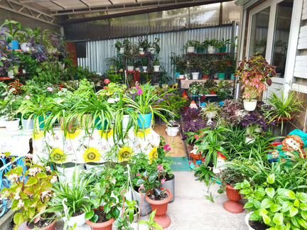 Комнатные цветы