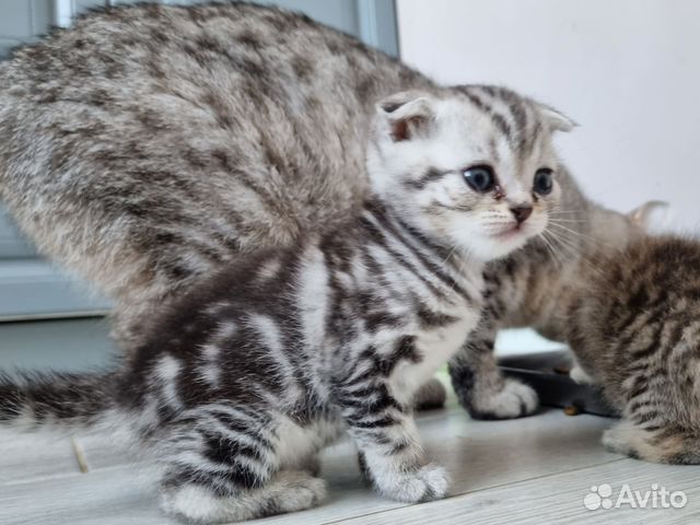 Авто тамбов котята