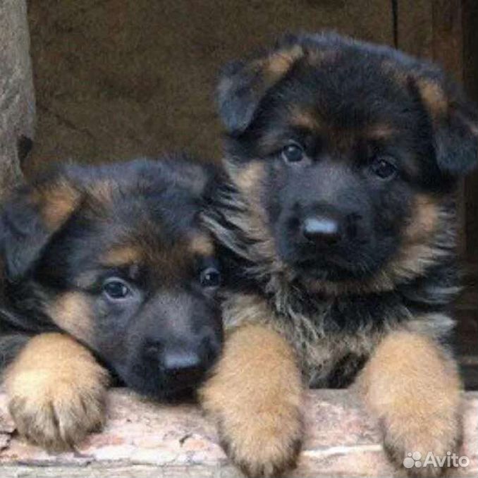 авито сочи животные