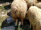 Овцы бараны ягнята оптом объявление продам