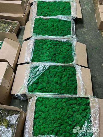 Стабилизированный мох оптом и в розницу