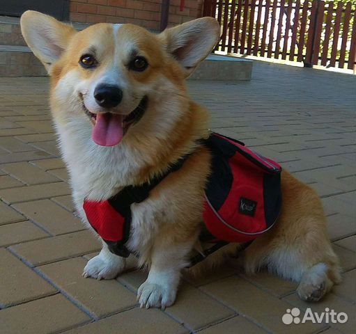 Вельш-корги кобель РКФ