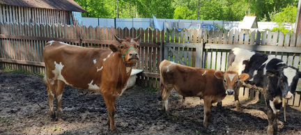 Корова Джерси айшир молочная бык нетель телята - фотография № 5