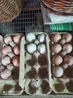 Инкубационное яйцо