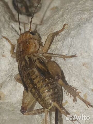 Кормовые насекомые, сверчки, корм для стрижей