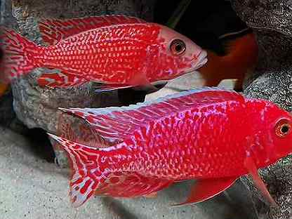 Цихлиды малави, аквариумные рыбки