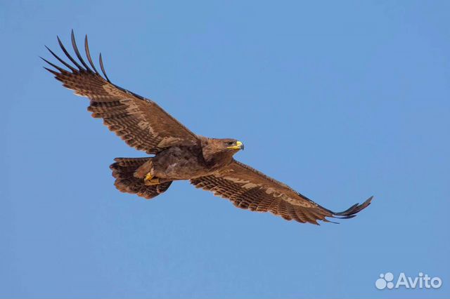 Адвокат, юридические услуги