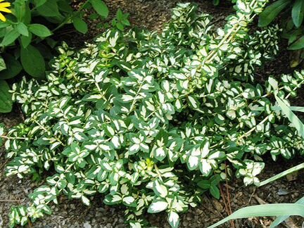 Бересклеты, Бузина,Флоксы,Герань