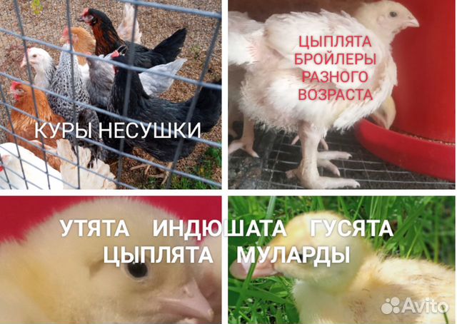 Цыплята бройлер,куры несушки,индюшата,утята,гусят