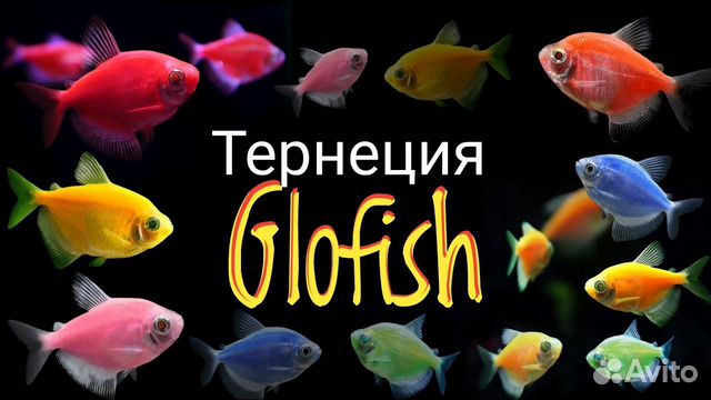 Тернеции GLO Fish