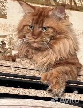 Самая красивая ручная рысь- мейн-кун