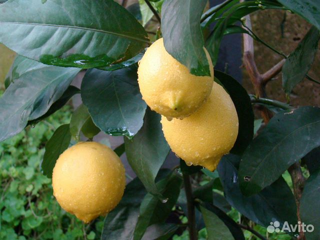 Комнатные лимоны