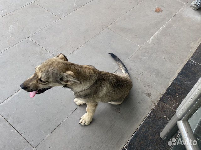 собаки владикавказ