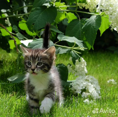 В дар маленькая котейка