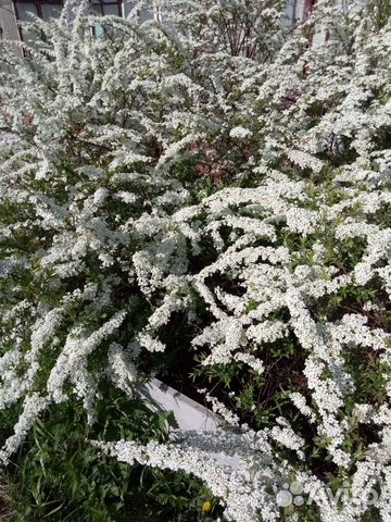Форзиция, магония, вейгелла, спирея, лапчатка