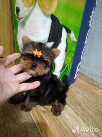 Йоркширский терьер