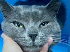 Шикарный кот Зевс русской голубой породы в дар