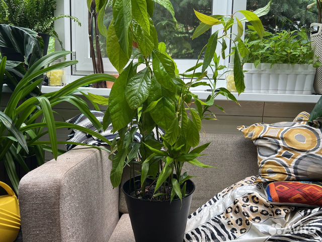 Авокадо + бамбук