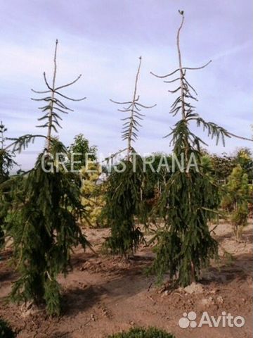 Ель обыкновенная Ротенхаус/350-400 см