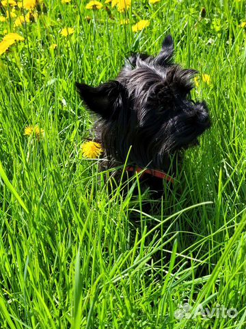 Черный Йорк мальчик. 1 год 2 месяца. Вязка