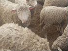 Продам овец и баранов объявление продам
