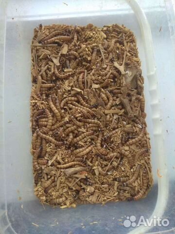 Зоофобус, зофобус, зоофобас, зофобас