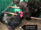 Инкубационные яйца породистых кур объявление продам