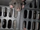 Ручные крысята редких окрасов объявление продам