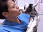 Вакцинация котов и собак на дому объявление продам