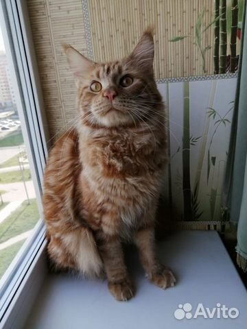 Золотой Мейнкун на вязку