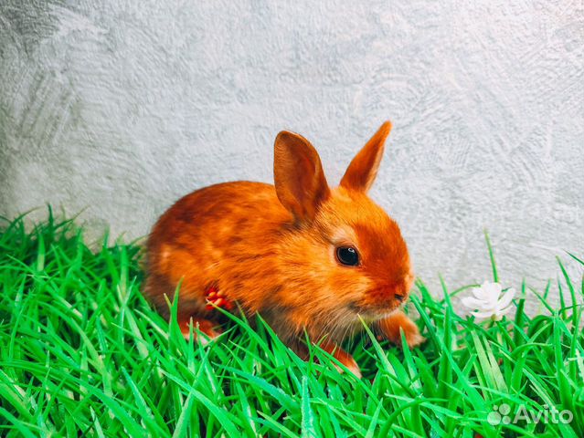Карликовый кролик - рыжий сатиновый