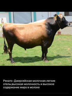 Коровы молочные породистые и с племенной картой - фотография № 9