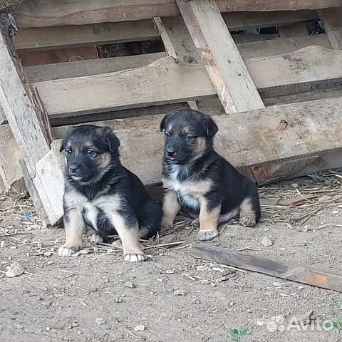 Щенки в дар