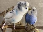 Два ручных говорящих волнистых попугая с клеткой