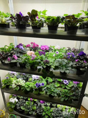 Сортовые фиалки