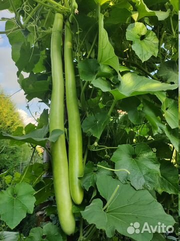 Лагенария Поленовидная 5семян