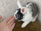 Мини кролик в добрые руки