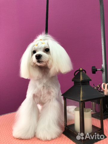 Мальтийская болонка мини