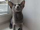 Ориентальная кошка объявление продам