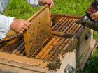 Улей с сильными трудолюбивыми пчелами, с рамками и объявление продам