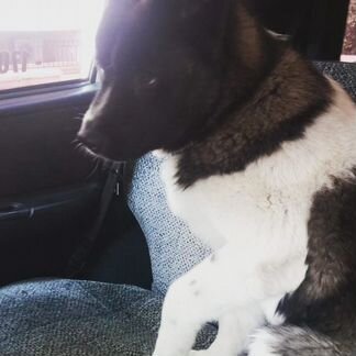 Американская акита