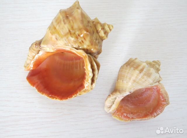 Ракушки Морские для Аквариума Интерьера