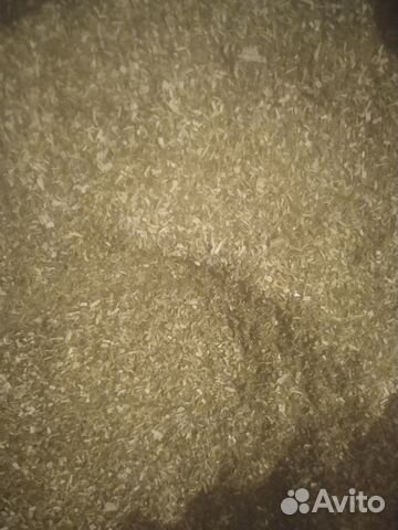 Кошачья мята